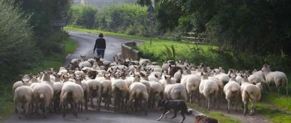 Moving sheep along Washbrook Lane